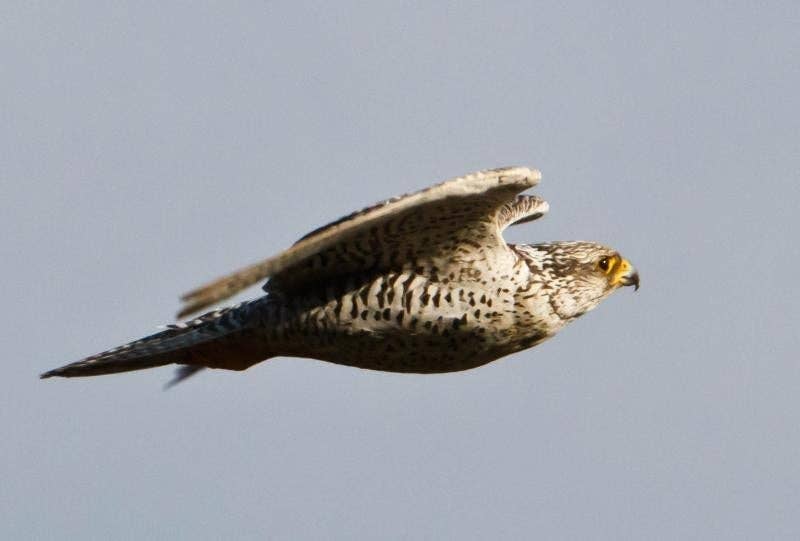 A gyrfalcon in flight, showcasing spring birdlife you can see in Iceland in April. A gyrfalcon in flight, showcasing spring birdlife you can see in Iceland in April.
