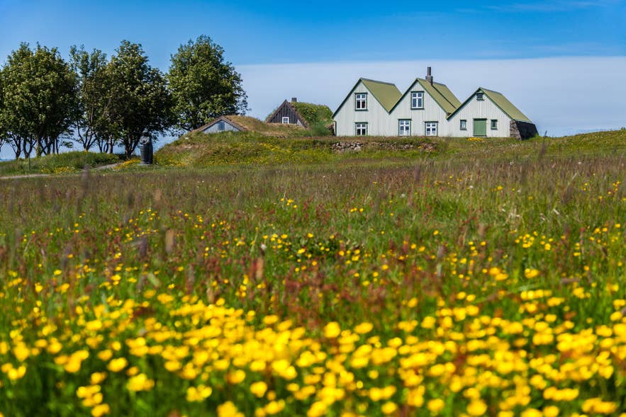 Flowers in Arbaer Open Air Museum in Iceland. Flowers in Arbaer Open Air Museum in Iceland.