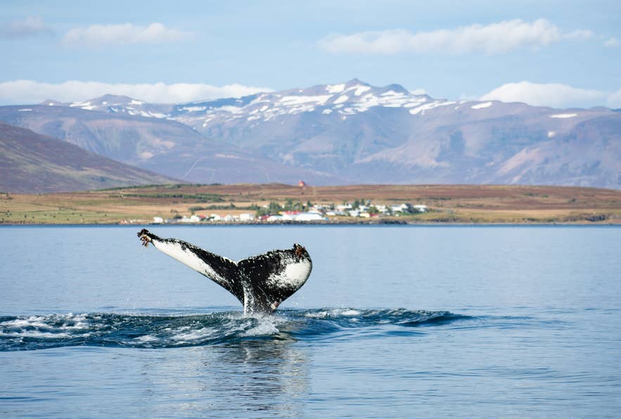 A whale breaches the waters in Akuryeri, Iceland. A whale breaches the waters in Akuryeri, Iceland.