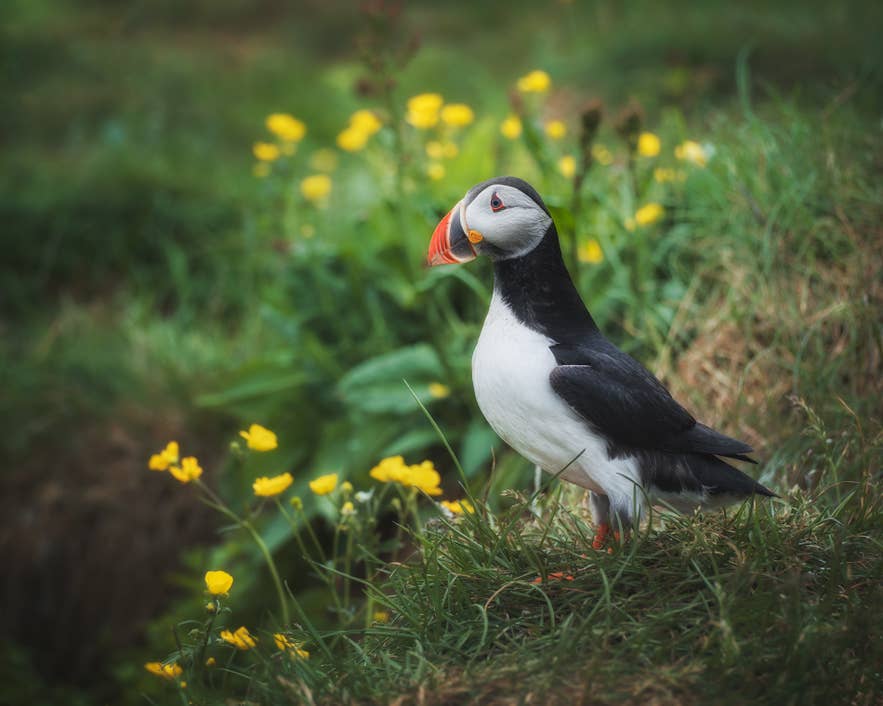 A puffin sits on a bush in Iceland. A puffin sits on a bush in Iceland.