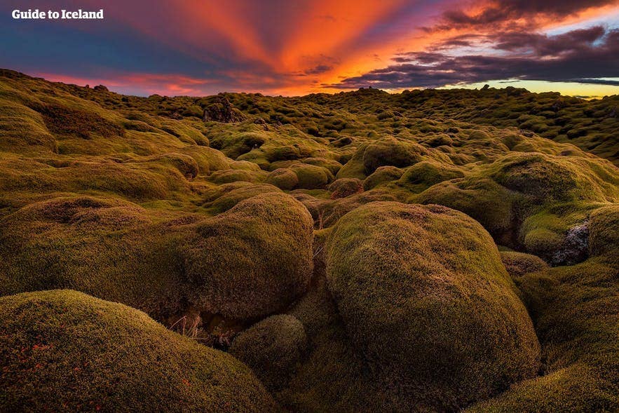 A moss-covered lava field in Iceland in spring. A moss-covered lava field in Iceland in spring.