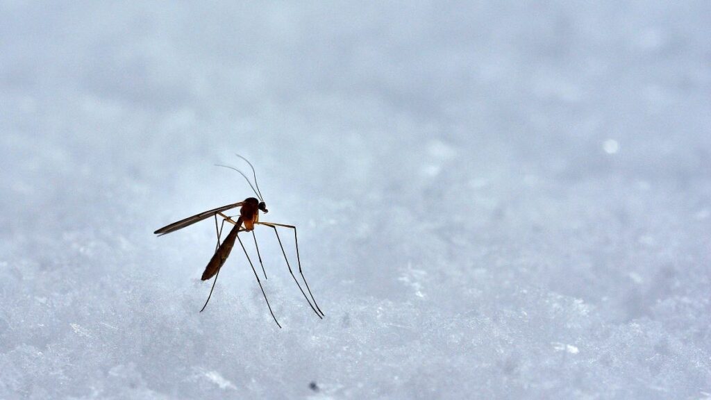 Mosquitoes have reached the last place on Earth Iceland that remained free from them Download app