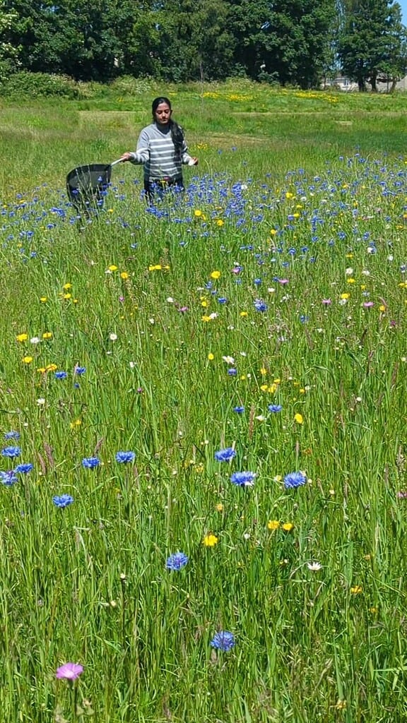 Wildflower meadow with a person and a lawn mower in a sunny field.