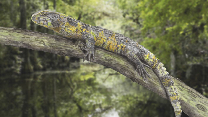 83-Million-Year-Old Crocodile Lizard Fossil Unearthed in France 83-Million-Year-Old Crocodile Lizard Fossil Unearthed in France