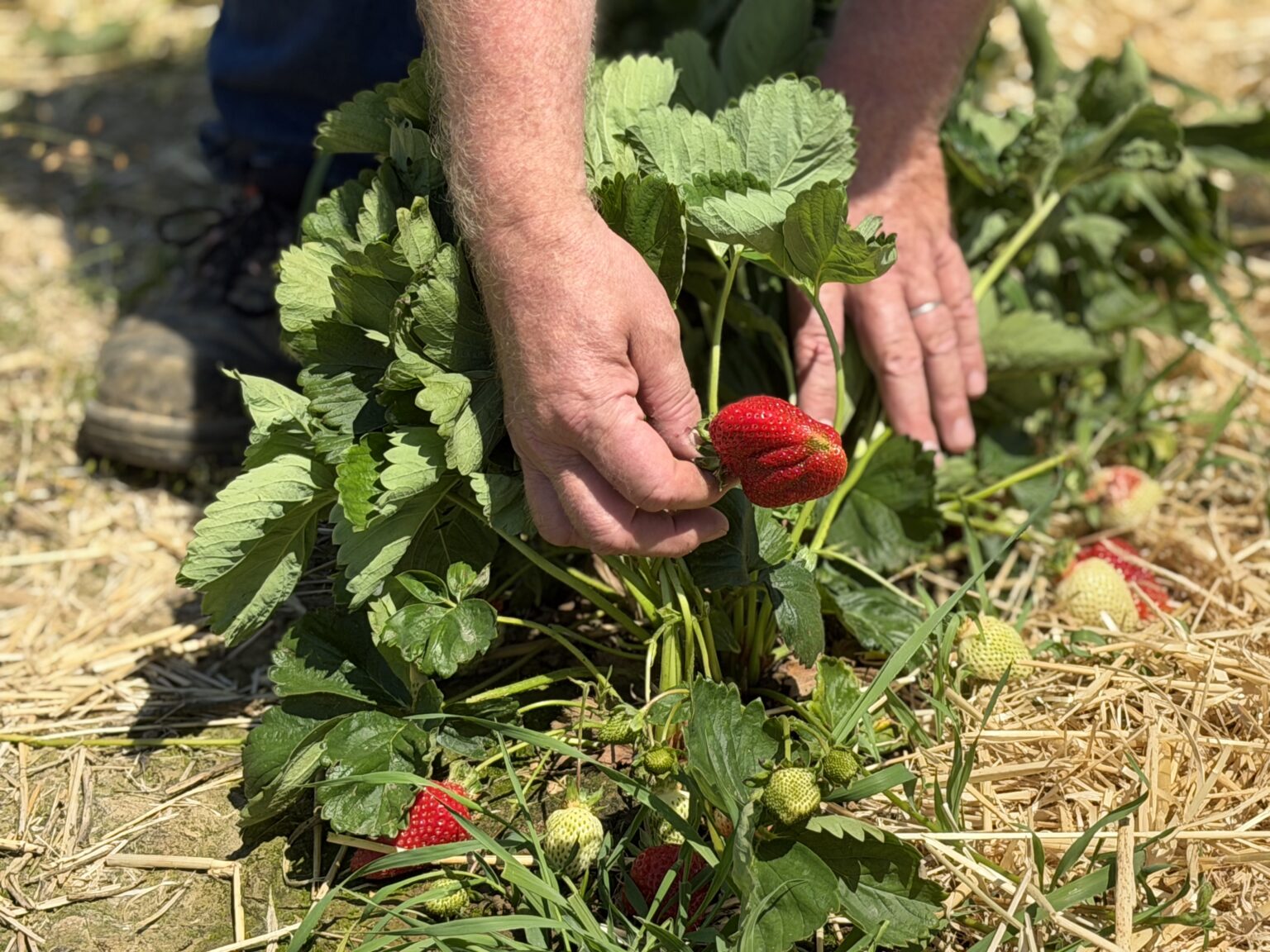 Fruits and vegetables: Heatwave brings both benefits and challenges for Luxembourg’s farmers Fruits and vegetables: Heatwave brings both benefits and challenges for Luxembourg's farmers