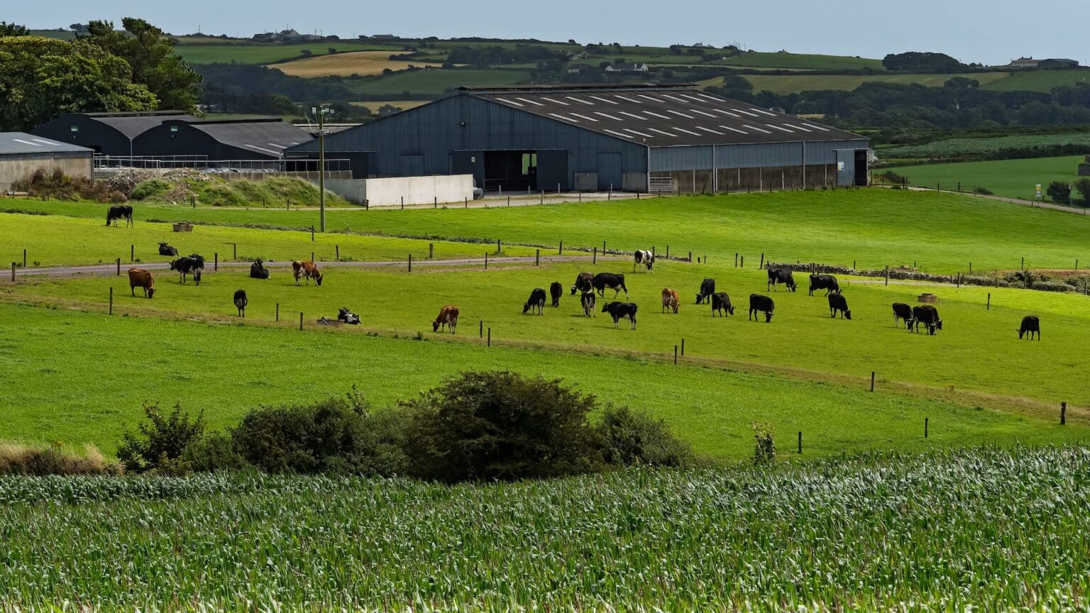 42 scientists warn Ireland over accounting trick that could add 9 million tons of pollution A farm field with cows grazing in front of a large agricultural building.