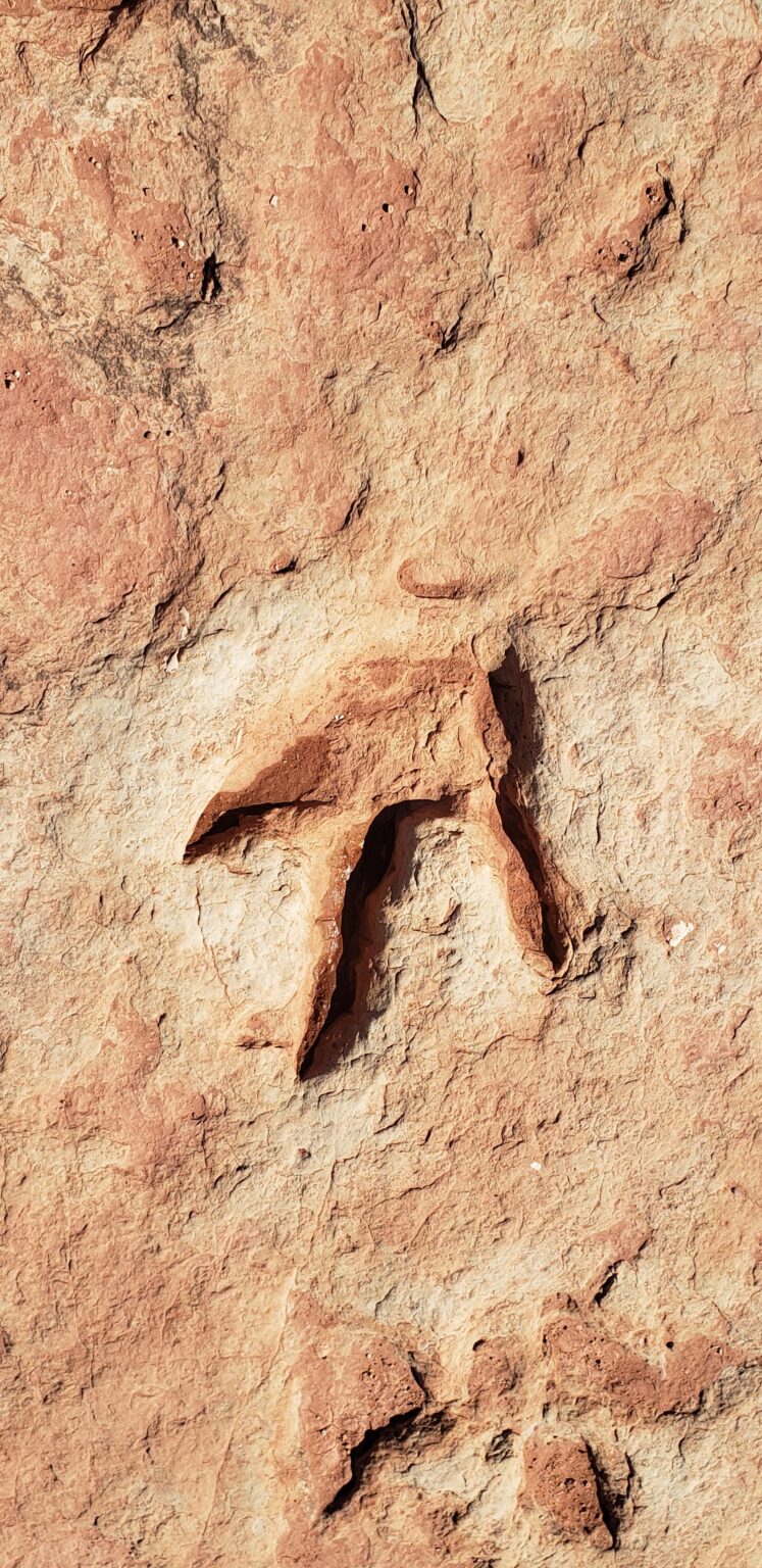 Dinosaur Track 🦖🦕🦖🦕