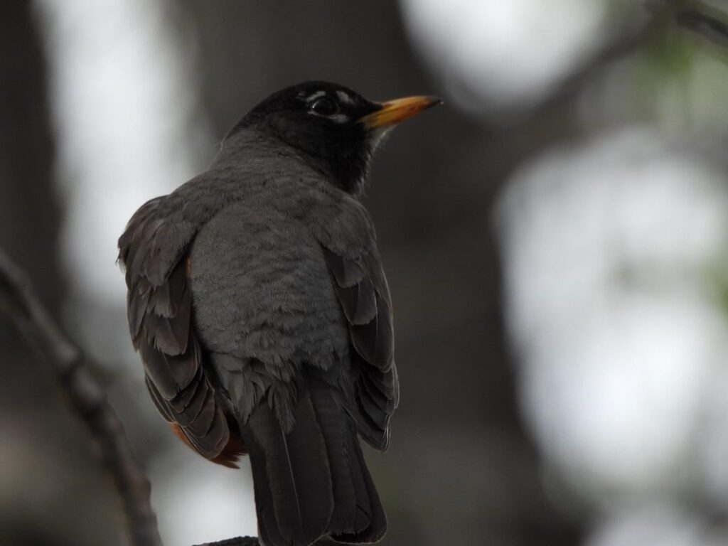 Nikon P950 Wildlife Photography on a hike