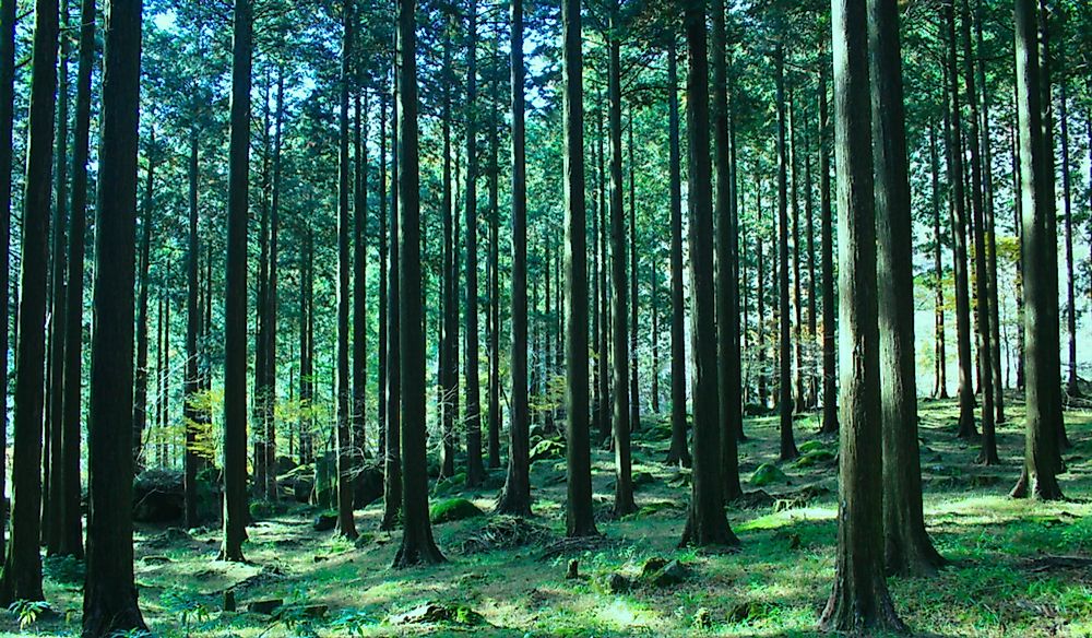 What Are The Major Natural Resources Of Japan? What Are The Major Natural Resources Of Japan?