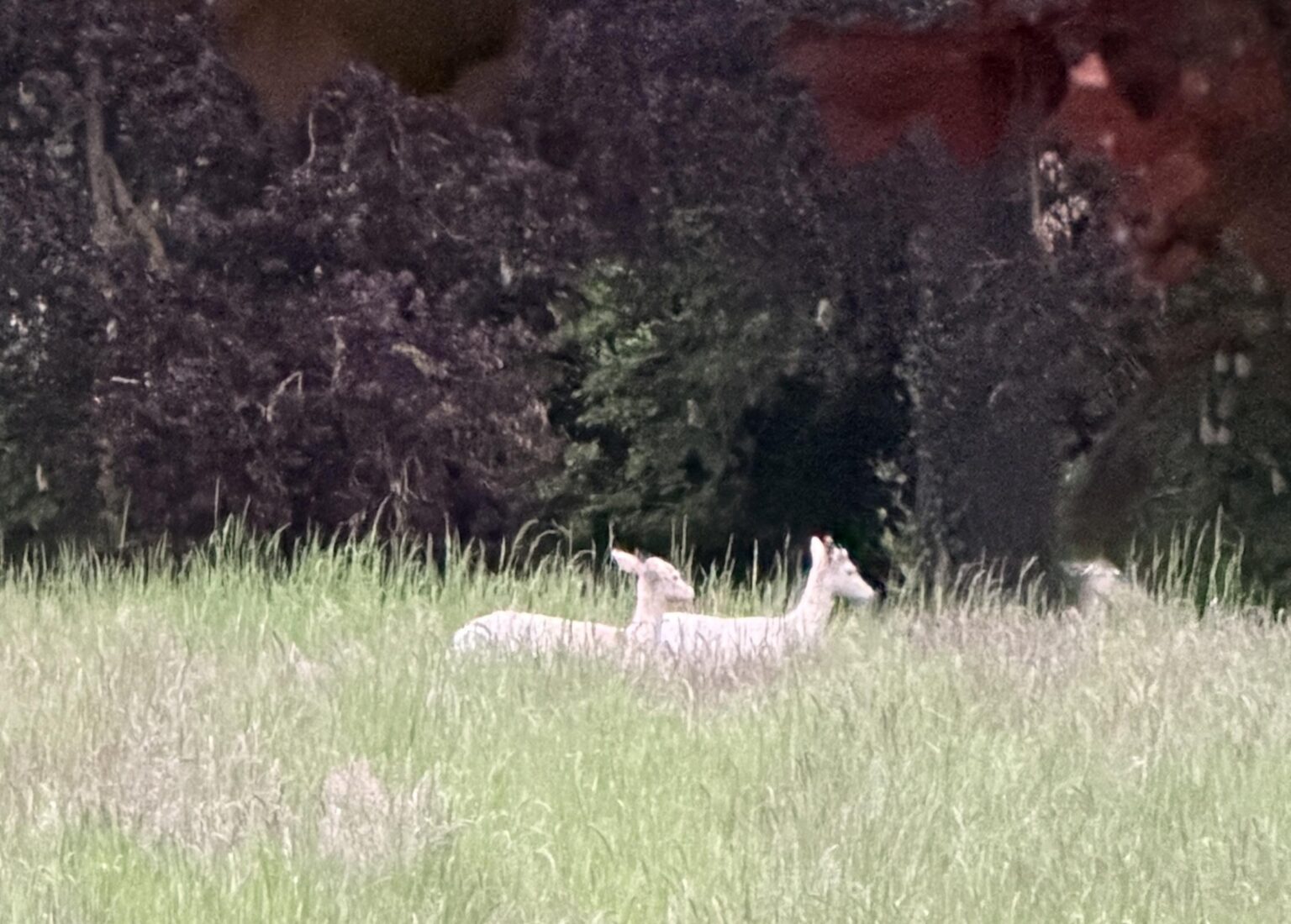 I just saw not one, but 2 albino deers