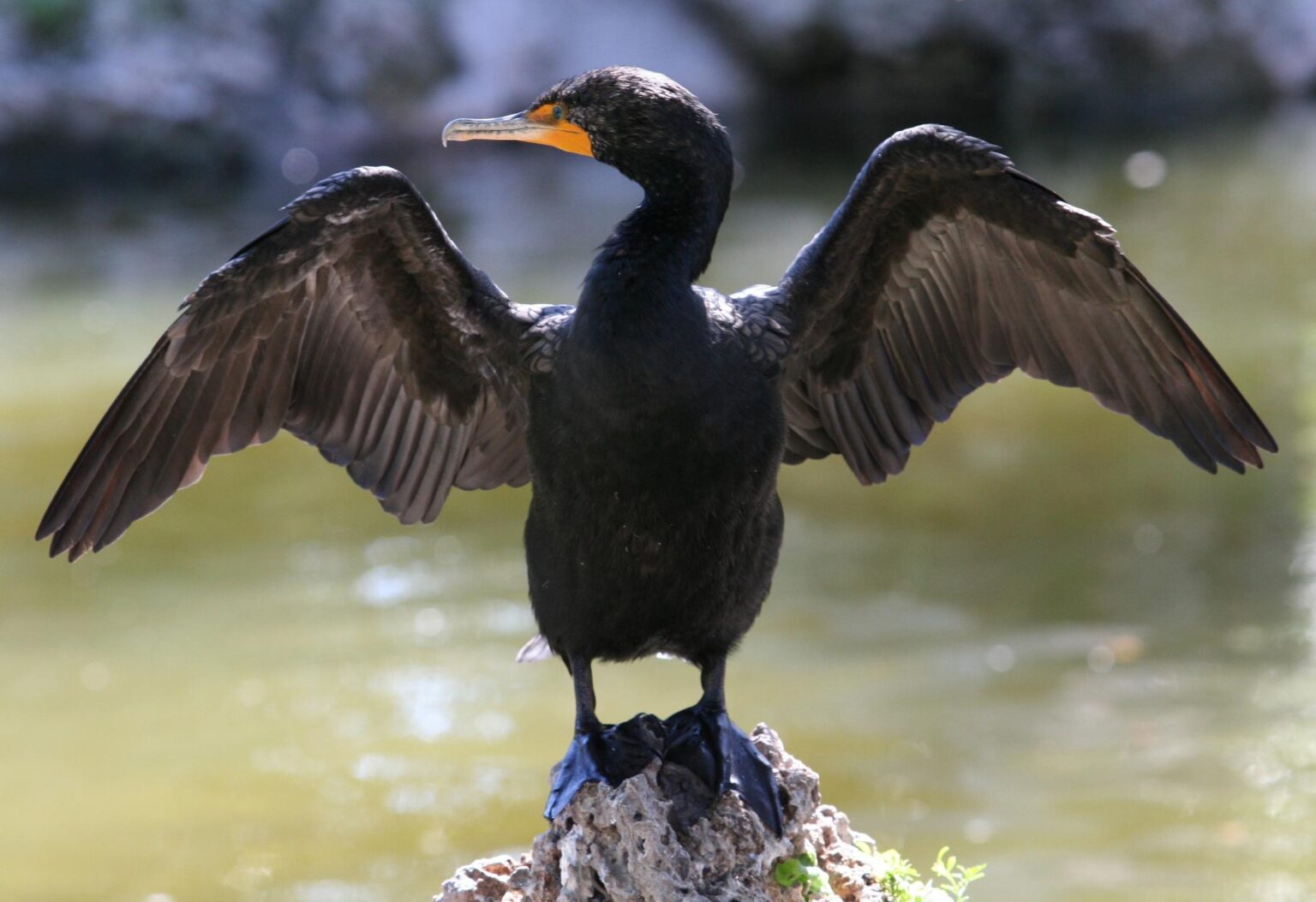 The last days of the cormorant: 10 EU countries, including Romania, want to hunt these birds