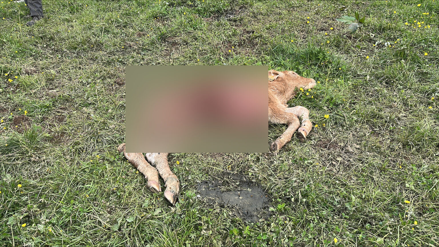 Farmers suspect wolf attacks: Four calves killed in northern Luxembourg since last week Farmers suspect wolf attacks: Four calves killed in northern Luxembourg since last week
