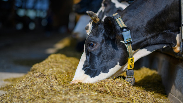 Milk production in New Zealand and Australia remains strong in April Milk production in New Zealand and Australia remains strong in April