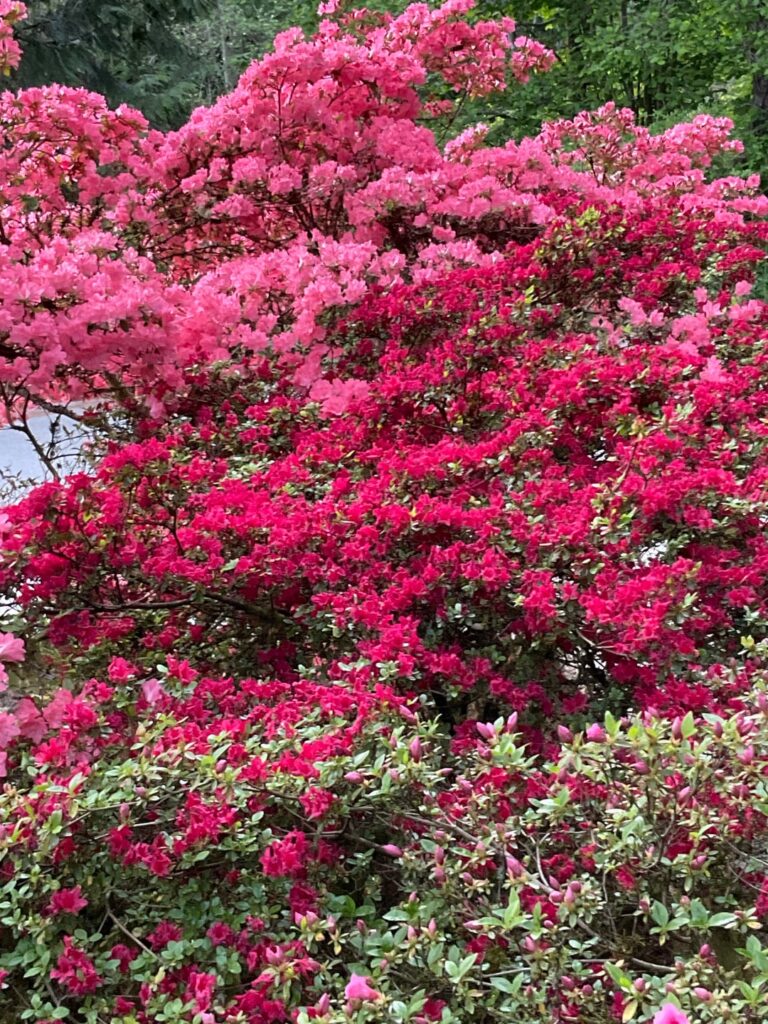 Azalea May colours