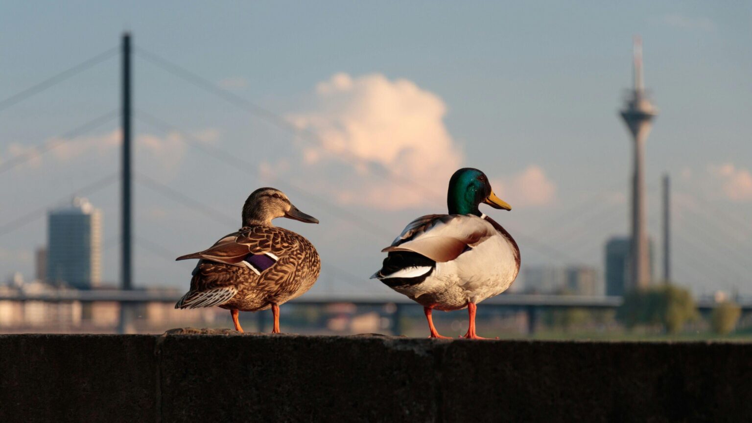 Wildlife is watching us, too—and changing behavior in response