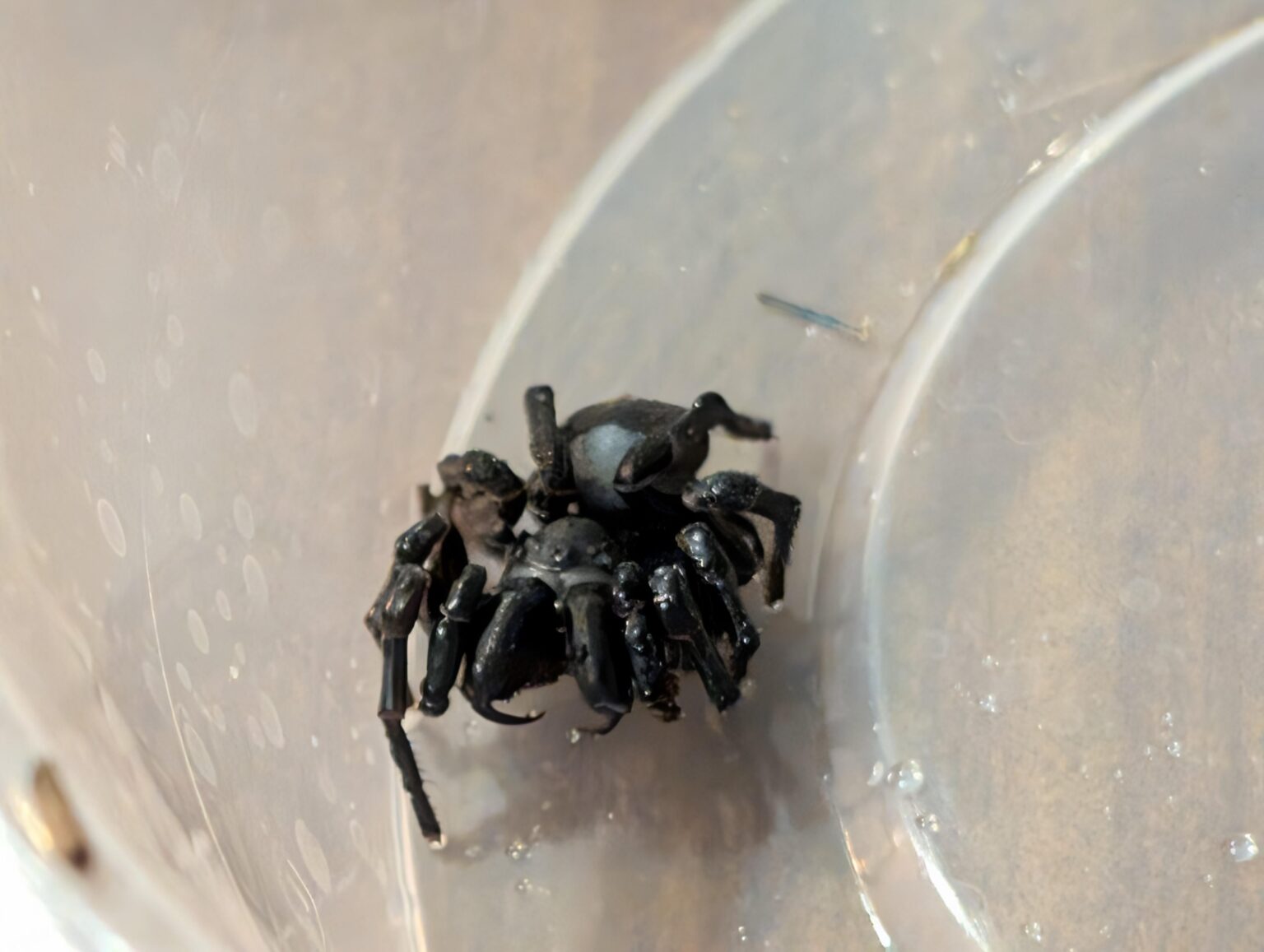 Spider ID please?