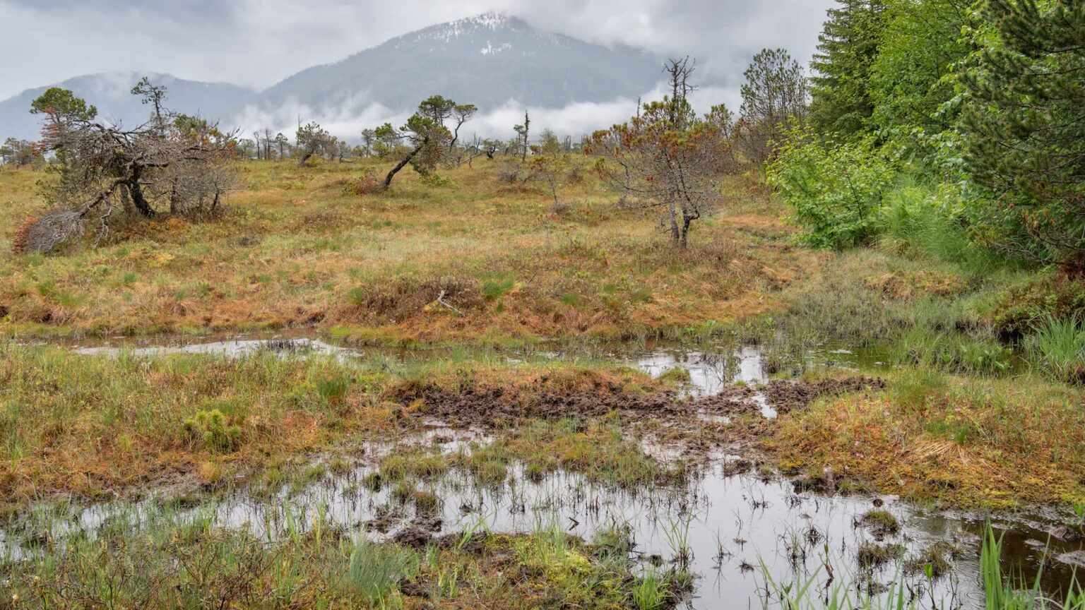 A grassy peat bog with scattered trees and mountains shrouded in clouds in the background.
