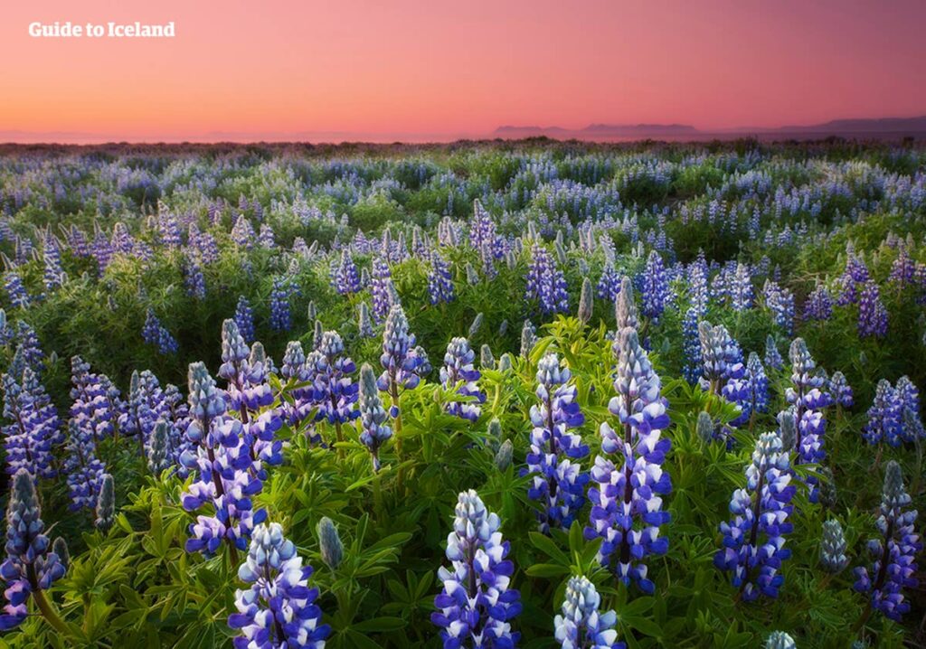 Iceland in Spring – The Ultimate Travel Guide Iceland in Spring - The Ultimate Travel Guide