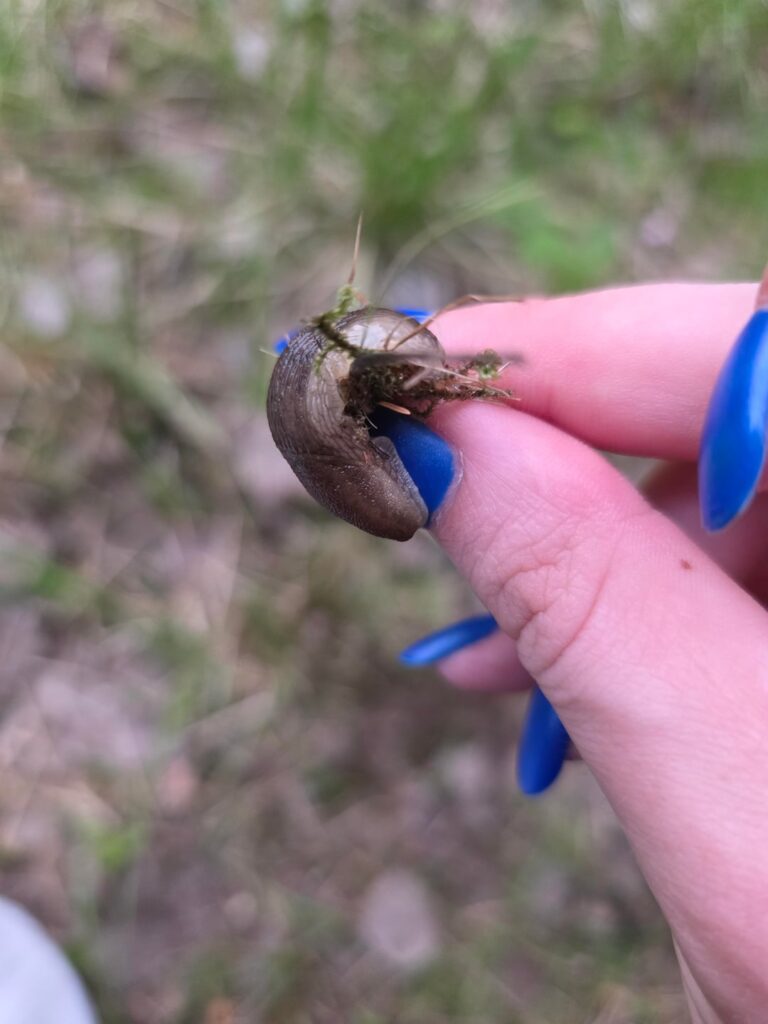 Anyone know anything about slugs? Is there a local variant or Lusitania?