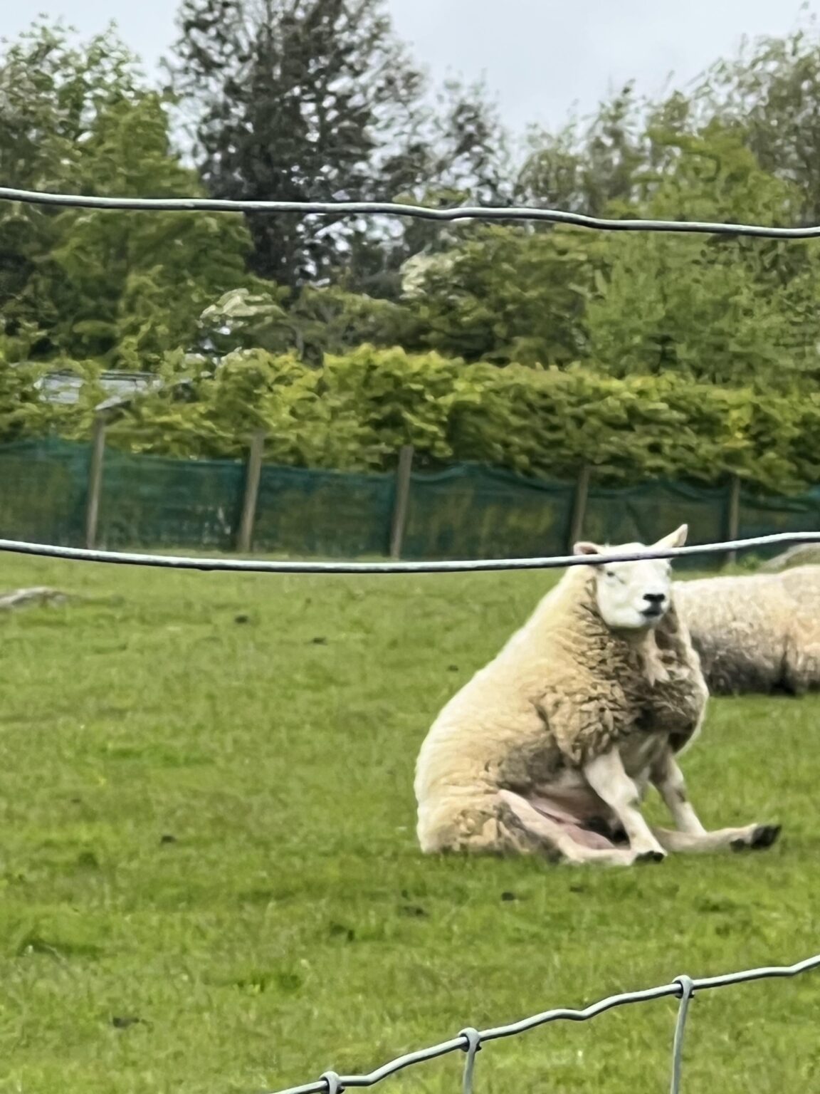 Never seen a sheep sitting like this