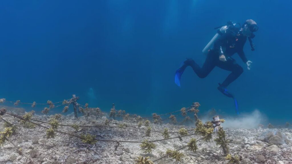 Scuba divers may be beating up coral reefs more than they think | Video analyses of divers show that more than 80 percent of damaging physical contact with the reef is unintended or simply unnoticed