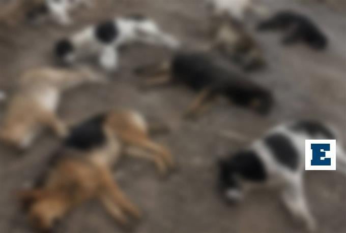 Don't be silent: Mass poisoning of stray dogs in Volos