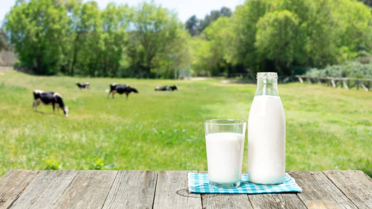 Russia exported US$12.5M dairy products to Belarus in Q1 2026 | Dairy Business Middle East & Africa Russia exported US$12.5M dairy products to Belarus in Q1 2026 | Dairy Business Middle East & Africa