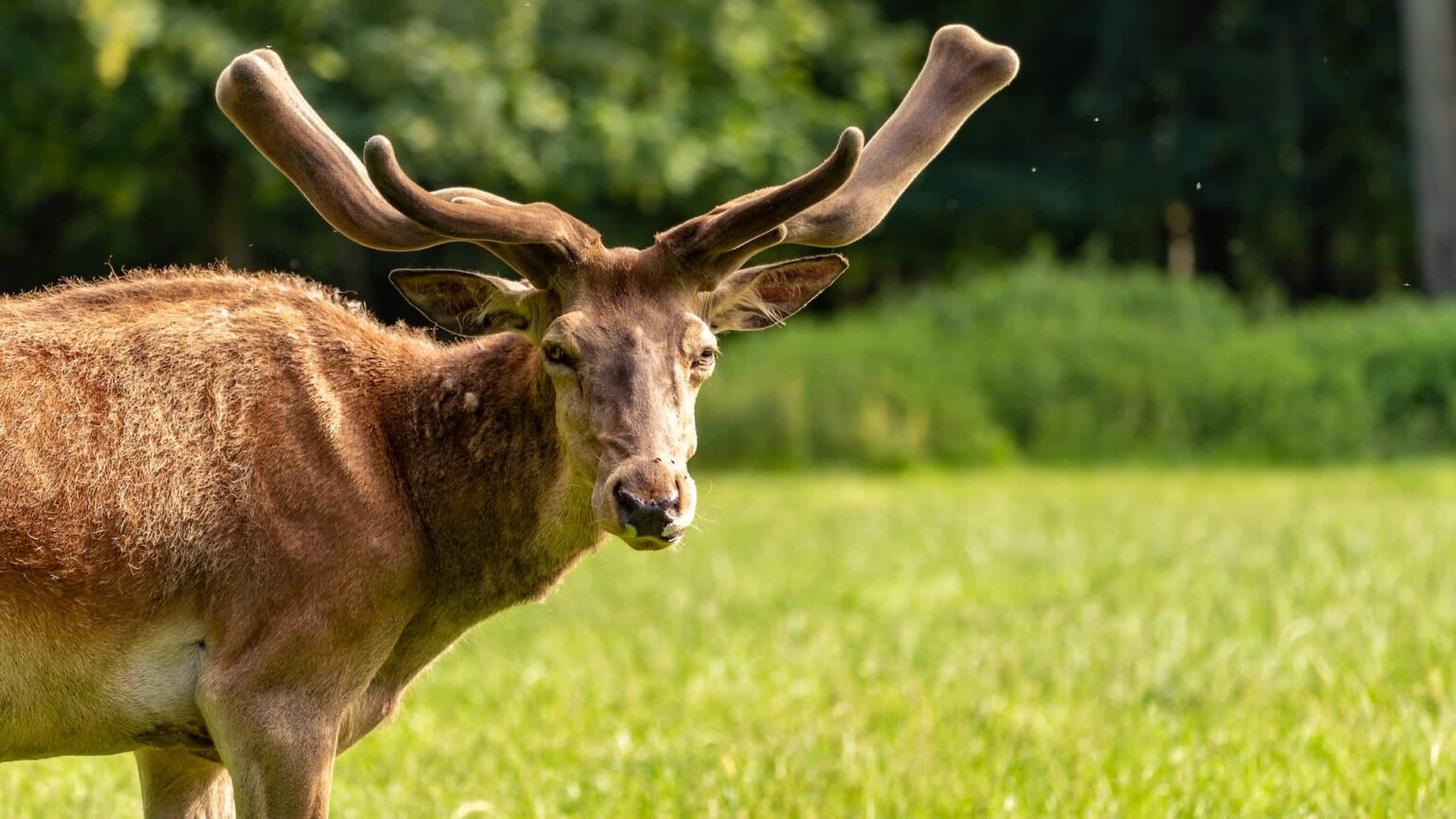 Moose that were once hunted to extinction return to Germany A moose with large antlers stands in a grassy field, gazing directly at the camera.