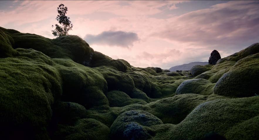 A mossy lava field in Iceland as it appears in the movie Tree of Life directed by Terrence Malick A mossy lava field in Iceland as it appears in the movie Tree of Life directed by Terrence Malick