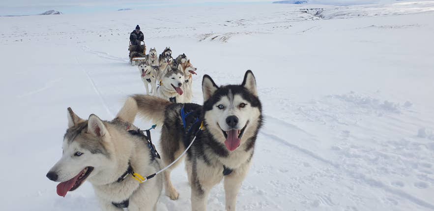 Happy Siberian huskies on a dog sledding tour in Iceland Happy Siberian huskies on a dog sledding tour in Iceland