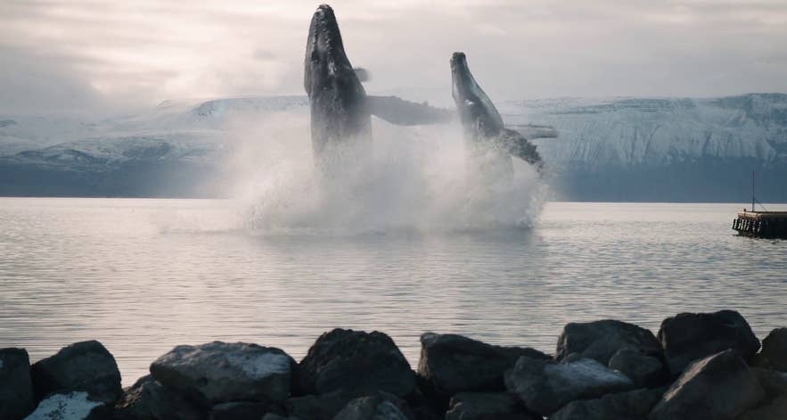 Whale watching is very popular in Husavik and in the movie, Will Ferrell's character speaks to whales! Whale watching is very popular in Husavik and in the movie, Will Ferrell's character speaks to whales!