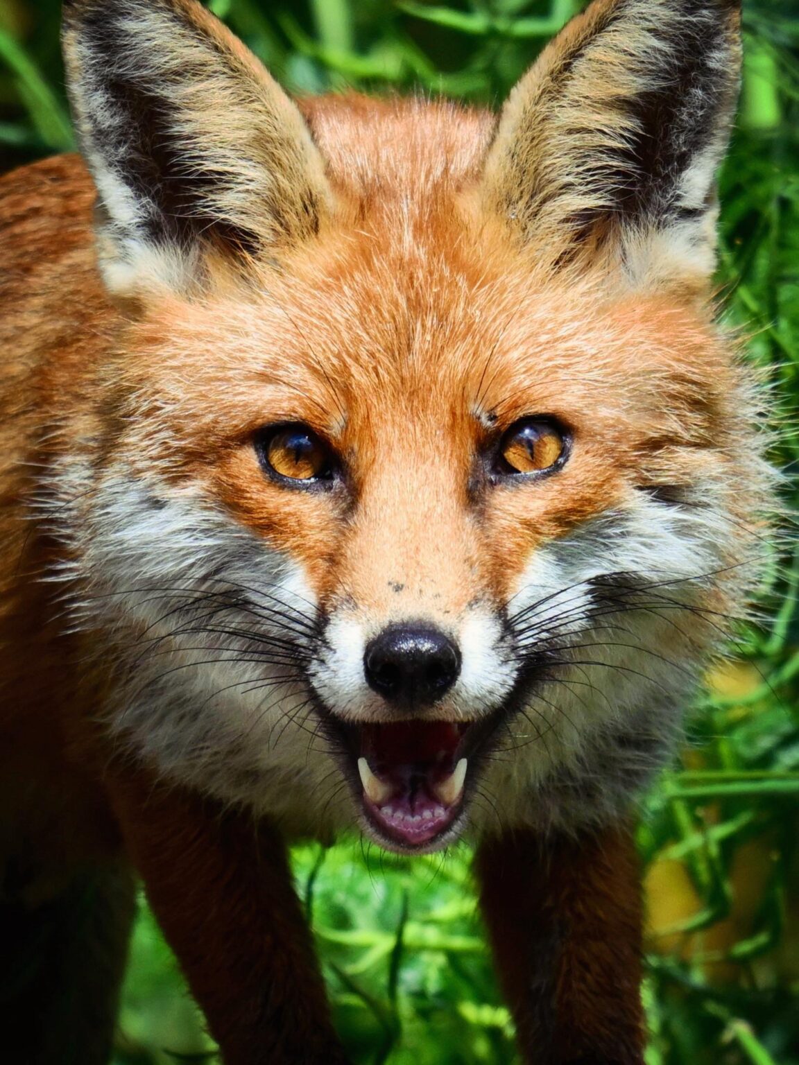 Fox watching 🦊