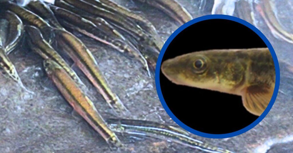 In a first video, this fish seen climbing a 50-foot waterfall