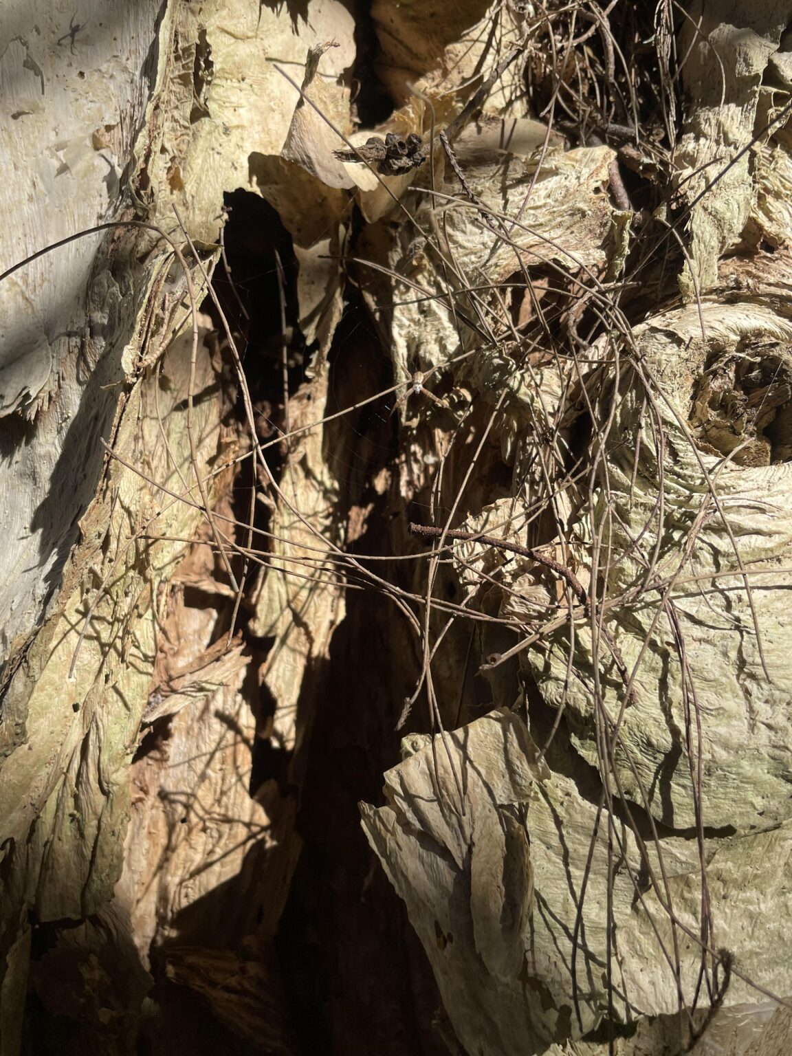 Creepy looking spider that scared me whilst I was investigating a tree (zoom in)