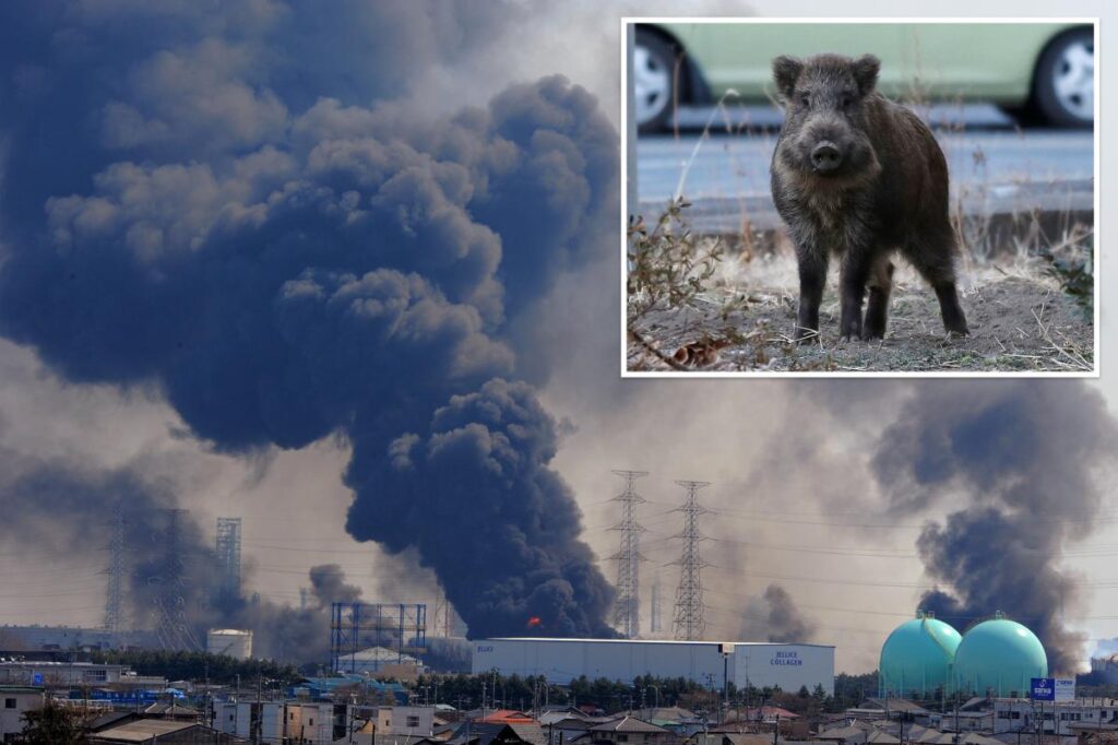 Mutant ‘super pig’ population spirals out of control in nuclear fallout zone Mutant 'super pig' population spirals out of control in nuclear fallout zone