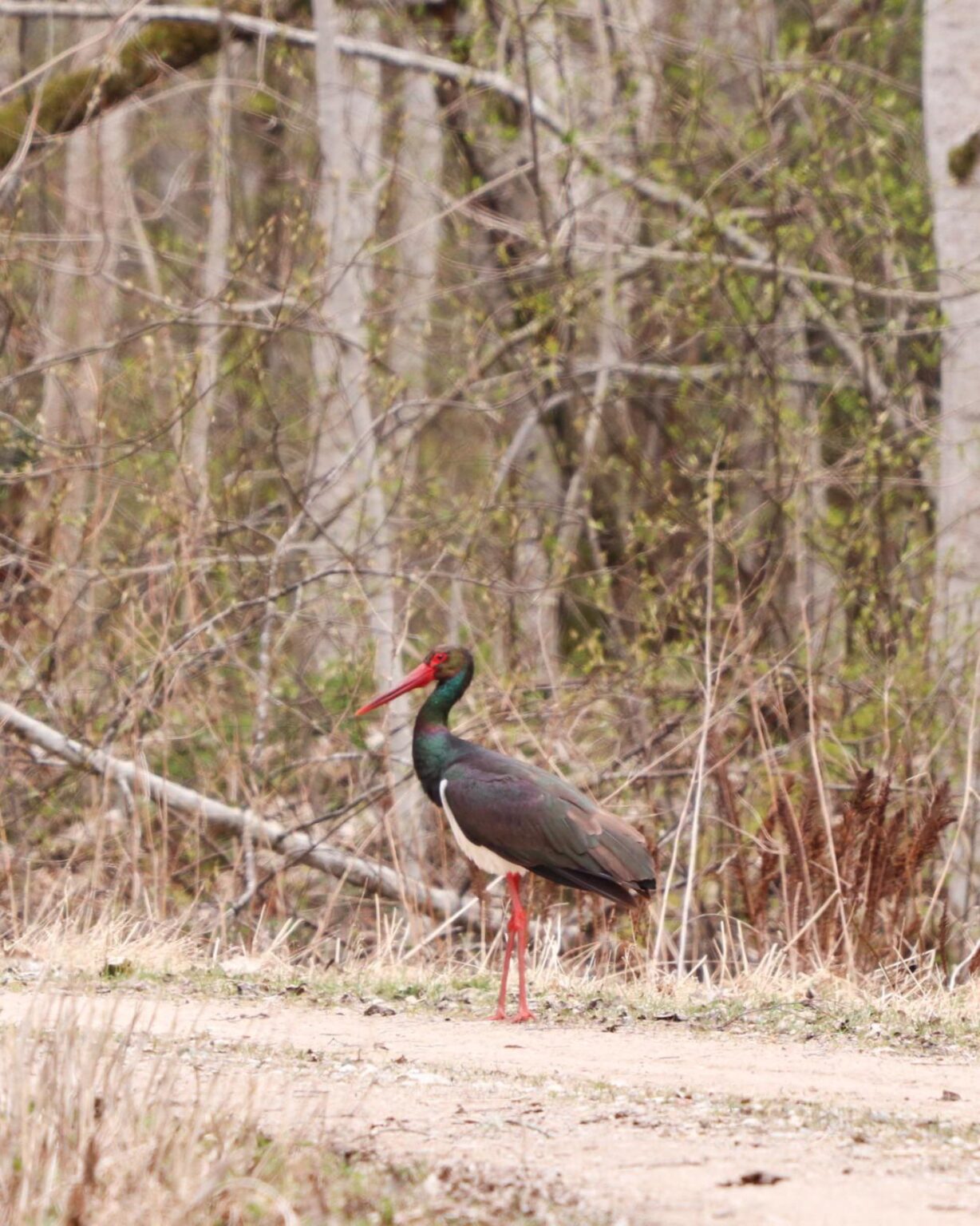 Such a rare bird in our Estonian forests.