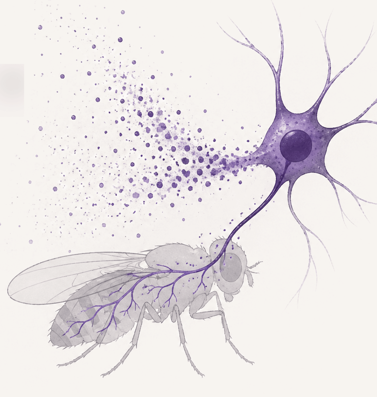 Fruit flies might be the key to solve one of ALS's biggest mysteries