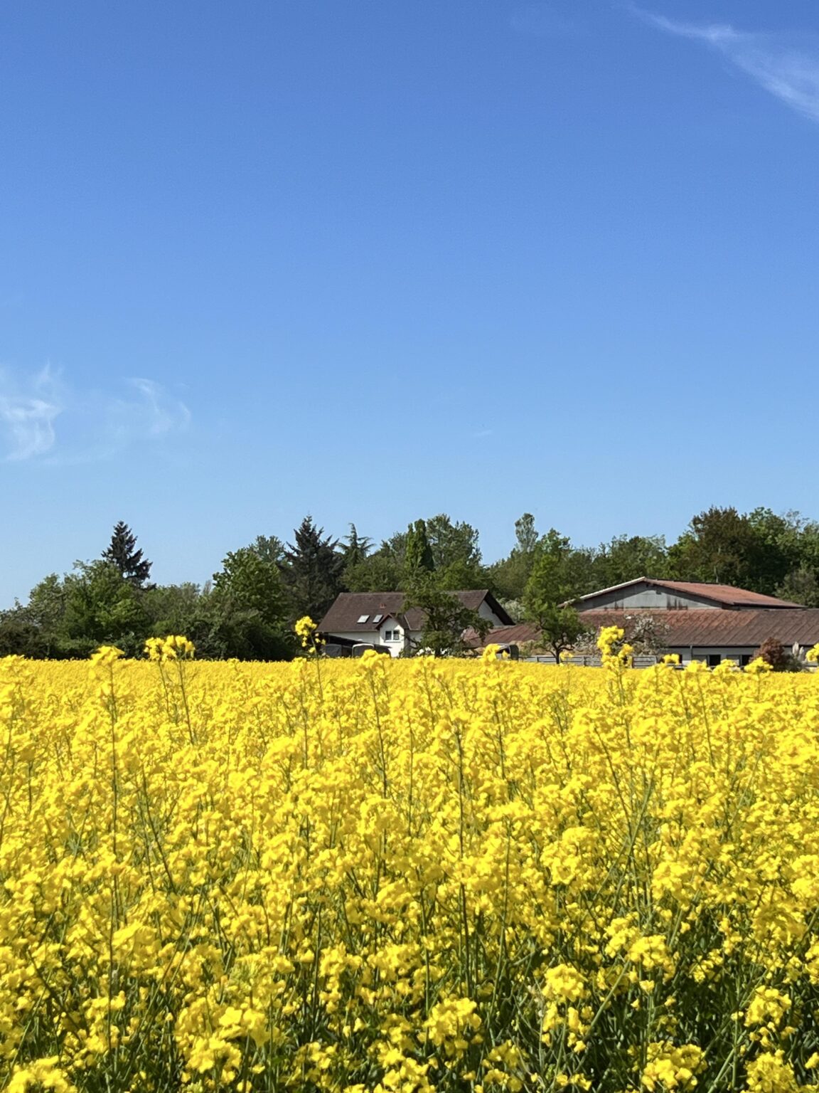 It’s springtime somewhere (Hessen)