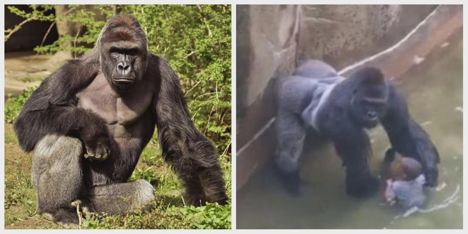 Today is 10 years since Harambe left us.