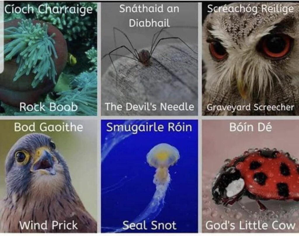 Animal names in Irish