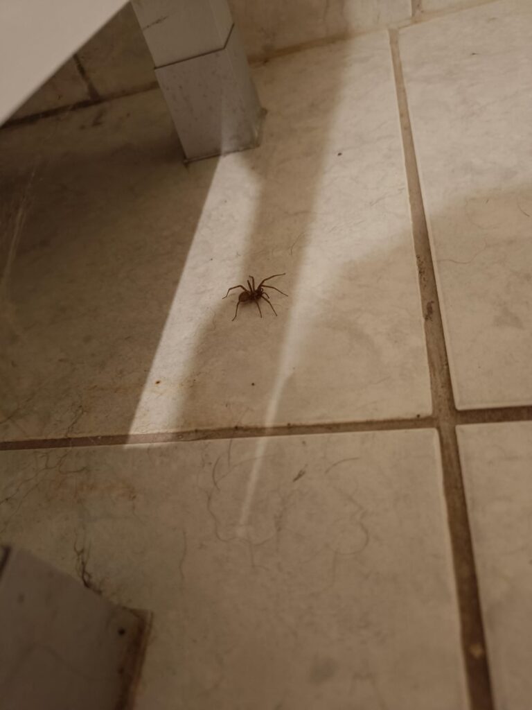 What spider lives in my father's bed? And what he can feed on