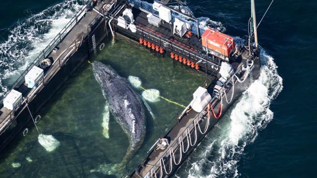 Whale Timmy: Devastating protocol - now the story of the "rescuers" collapses