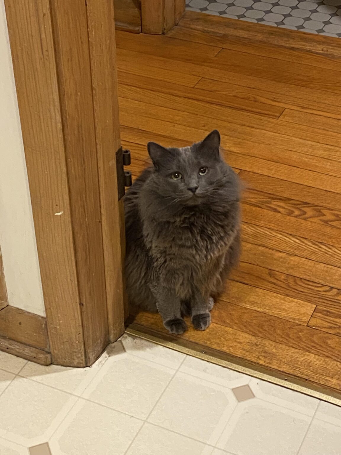 Finding a Pet Sitter