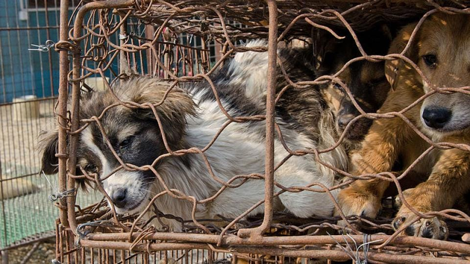 Czech Republic to criminalize killing pets Czech Republic to criminalize killing pets