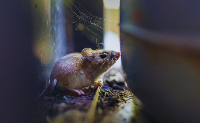 Hantavirus Case Confirmed in Romania’s Arad, Patient Hospitalized After Sudden Illness – Novinite.com Bulgaria: Hantavirus Case Confirmed in Romania’s Arad, Patient Hospitalized After Sudden Illness