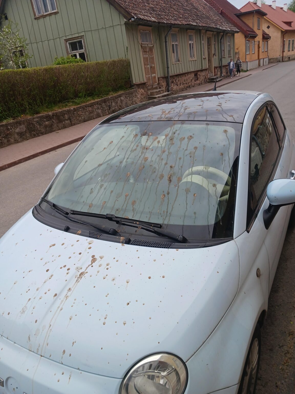 Are these seagulls particularly active this year or just in my area?