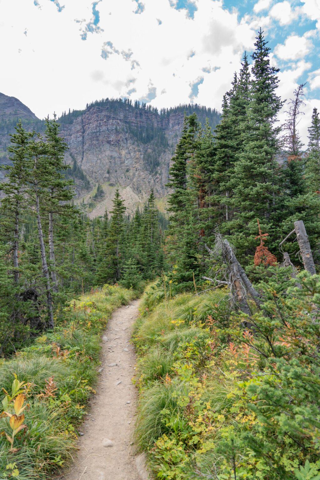 A beautiful forest for hiking.