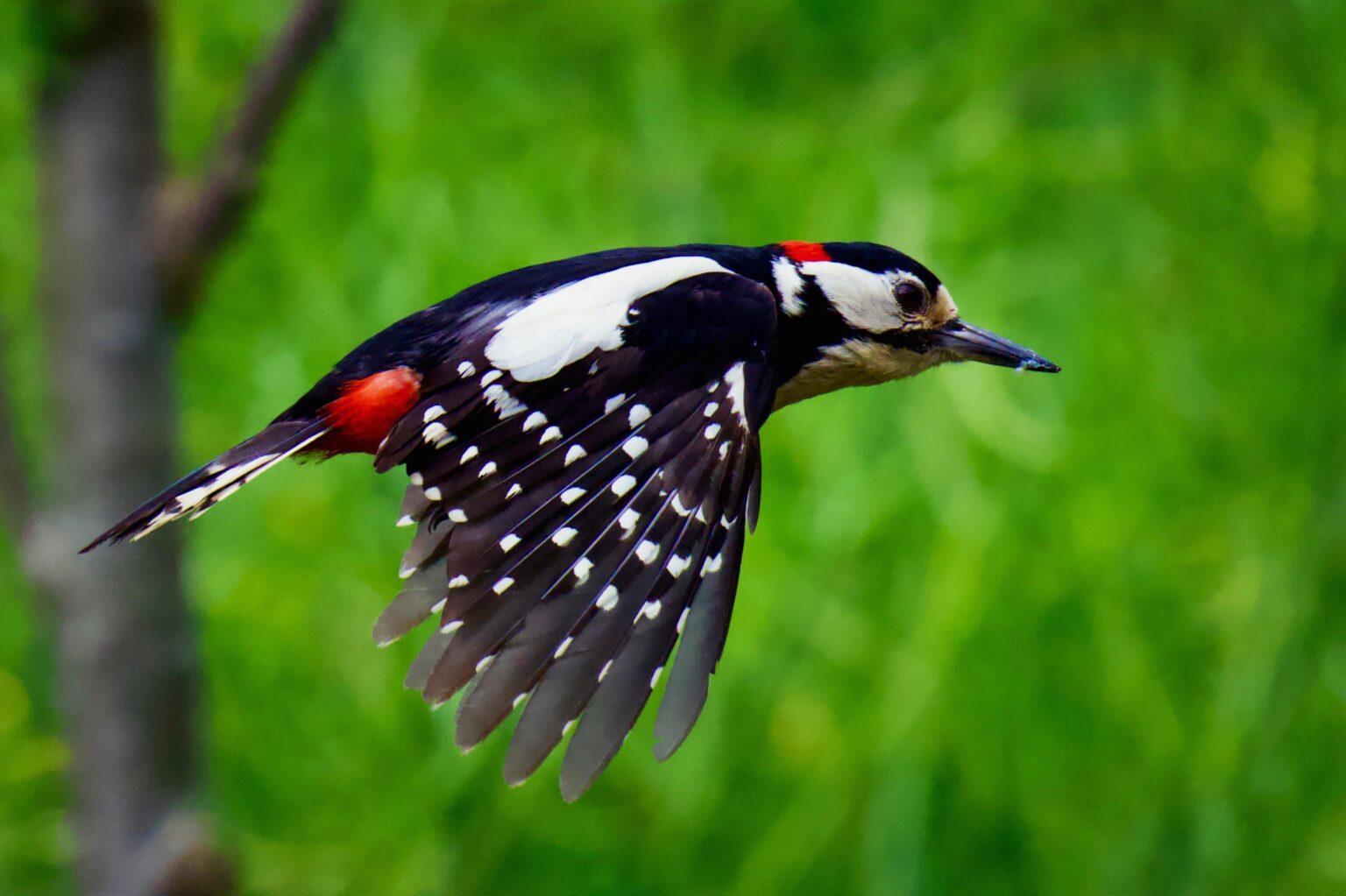 “In flight” … Great Spotted Woodpecker, Churt, Surrey