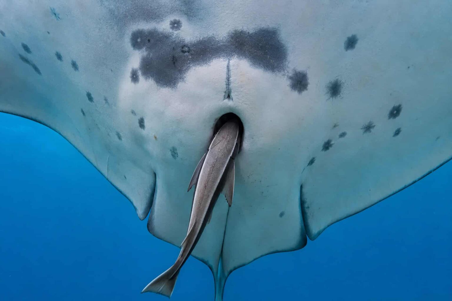 Suckerfish Slip Through Manta Ray Buttholes and Scientists Aren’t Sure How Bad That Is Suckerfish Slip Through Manta Ray Buttholes and Scientists Aren't Sure How Bad That Is