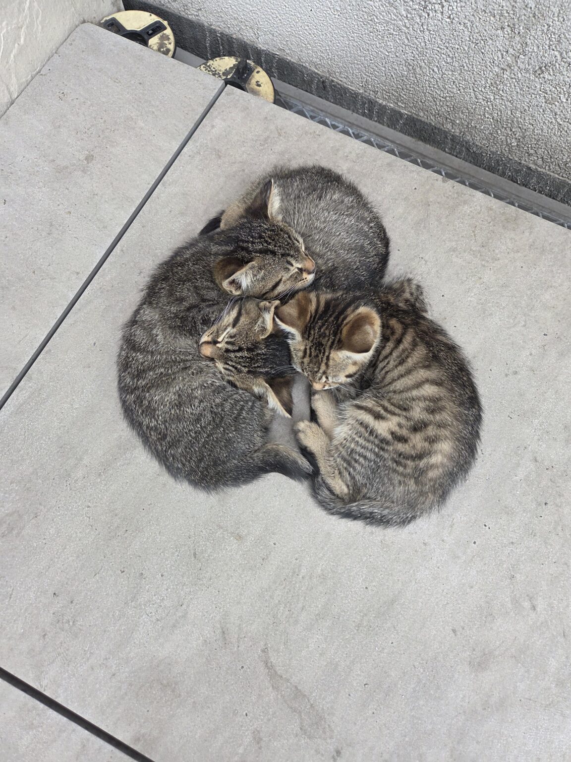 Spotted in Burgas 😸